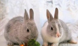 兔子吃不吃茭瓜,茭瓜是否成为它们的美食选择？