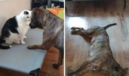 狗狗吃瓜的视频,狗狗吃瓜萌态大赏