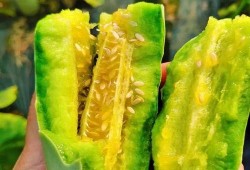 梦见送人嫩瓜吃,揭秘送人嫩瓜吃的神秘寓意