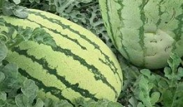 吃瓜群众是吃瓜子,瓜子文化的传承与创新