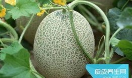 不能和什么一起吃哈密瓜,揭秘不能与哪些食物同食