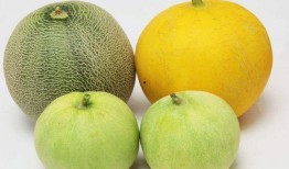 吃瓜为啥辣嗓子,揭秘夏日消暑美食背后的“辣嗓”之谜