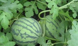 甜圈吃瓜,揭秘娱乐圈甜蜜背后的秘密