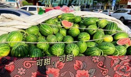 吃瓜逛郑州,吃瓜逛郑州，品味城市风情