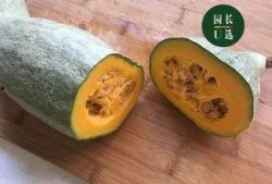 贵族南瓜可以吃嫩瓜吗