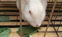 小兔兔吃瓜,小兔兔的甜蜜瓜果时光