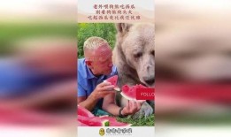 熊是怎么吃瓜