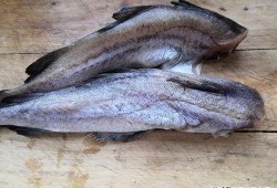 瓜哥吃瓜绿头鱼图片高清