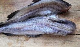 瓜哥吃瓜绿头鱼图片高清