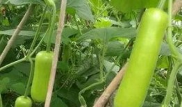 瓠瓜应该怎么吃,解锁健康美味的烹饪新境界