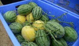 王在在吃瓜,王在在的瓜田奇遇记