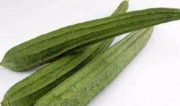 吃角瓜对人体危害,揭秘其潜在危害与注意事项