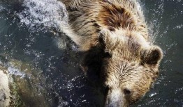 吃瓜变猩猩,揭秘奇异现象背后的科学奥秘