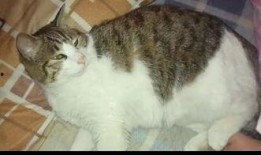 猫可以吃菊瓜吗怎么吃,猫咪如何享用菊瓜美味