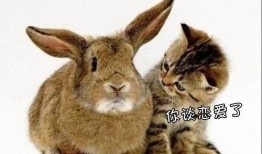 吃瓜小甜兔,揭秘娱乐圈那些不为人知的幕后故事