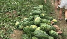 光遇吊床吃瓜,揭秘神秘吃瓜事件背后的秘密