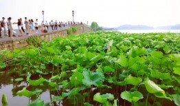 西湖断桥吃瓜,夏日吃瓜趣事多