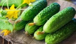 吃瓜无码久久久,网络热词背后的故事与影响