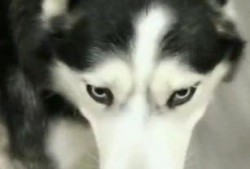 哈士奇吃瓜儿,一场意想不到的欢乐闹剧