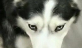 哈士奇吃瓜儿,一场意想不到的欢乐闹剧