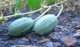 野生可以吃的瓜,探索可食用瓜类的多样世界