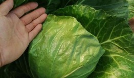 上海疫情吃瓜,揭秘网络热议背后的真实故事