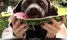 小汪不帅吃瓜,揭秘娱乐圈幕后故事