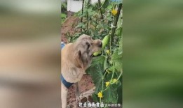 反派小狗吃瓜,揭秘娱乐圈背后的秘密