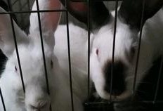 吃瓜的大兔子23333,揭秘网络红人的魅力与影响力