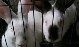 吃瓜的大兔子23333,揭秘网络红人的魅力与影响力