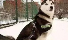 哈士奇吃瓜被抓视频