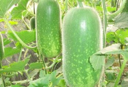 qghappysnow吃瓜,揭秘qghappysnow吃瓜背后的故事与真相