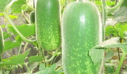 qghappysnow吃瓜,揭秘qghappysnow吃瓜背后的故事与真相