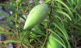 吃梢瓜的老汉,一位吃梢瓜老汉的田园生活剪影