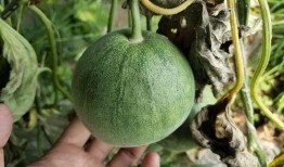 吃甜宝瓜,探寻甜宝瓜的独特魅力