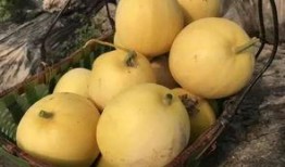 吃瓜的香香,夏日清凉美食之旅