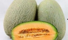 猫咪可以吃黄哈密瓜吗,黄哈密瓜的适宜性探讨
