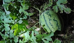 吃瓜视频苏六,吃瓜视频中的“瓜王”传奇