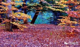 春花秋月吃瓜,一场别开生面的美食之旅