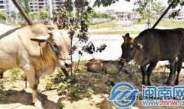 放牛吃瓜,田园牧歌中的闲适生活画卷