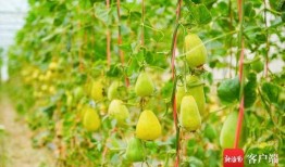 昵称吃瓜,揭秘网络红人“吃瓜”背后的故事与影响力