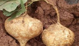 怀孕了可以吃土瓜吗,土瓜在孕期是否适宜食用