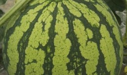 吃瓜必看的视频,一网打尽全网热议瞬间