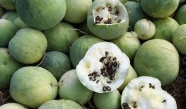 什么瓜是白籽瓜呢怎么吃,揭秘白籽瓜的食用方法与营养价值