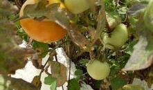 大陈吃瓜,揭秘娱乐圈幕后故事