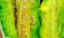 梦见送人嫩瓜吃,揭秘送人嫩瓜吃的神秘寓意