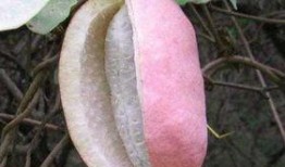 第一次吃八月瓜视频播放,一场味蕾与自然的邂逅之旅