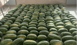 东莞校园吃瓜,揭秘校园生活那些事儿