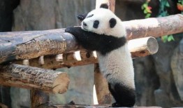 游客打架熊猫吃瓜视频,吃瓜群众笑翻现场