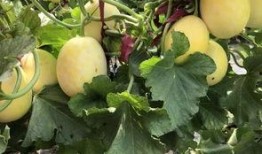 界首今天吃瓜了吗,吃瓜群众聚焦最新动态